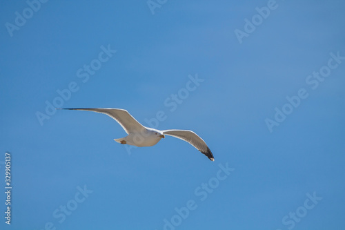 Seagull flying in a blue sky