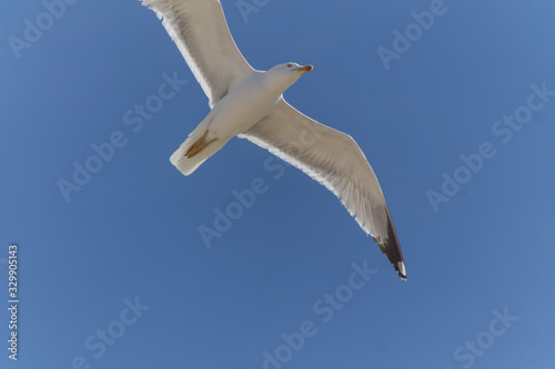 Seagull flying in a blue sky