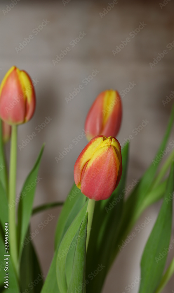 Blumenstrauß aus Tulpen an Ostern Blumenstrauß aus Tulpen an Ostern