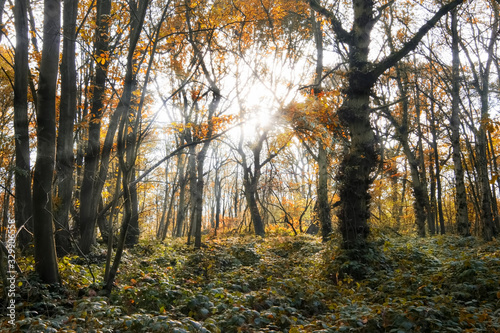The autumn colors of an English wood, with rays of sunlight streaming through the trees