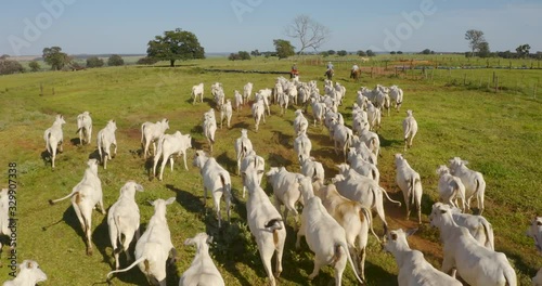 Agribusiness - Aerial photo of white Nellore cattle herd, green pasture in Brazil - Livestock