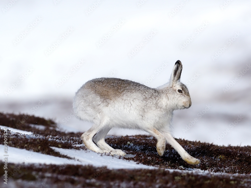 Obraz premium Mountain hare, Lepus timidus