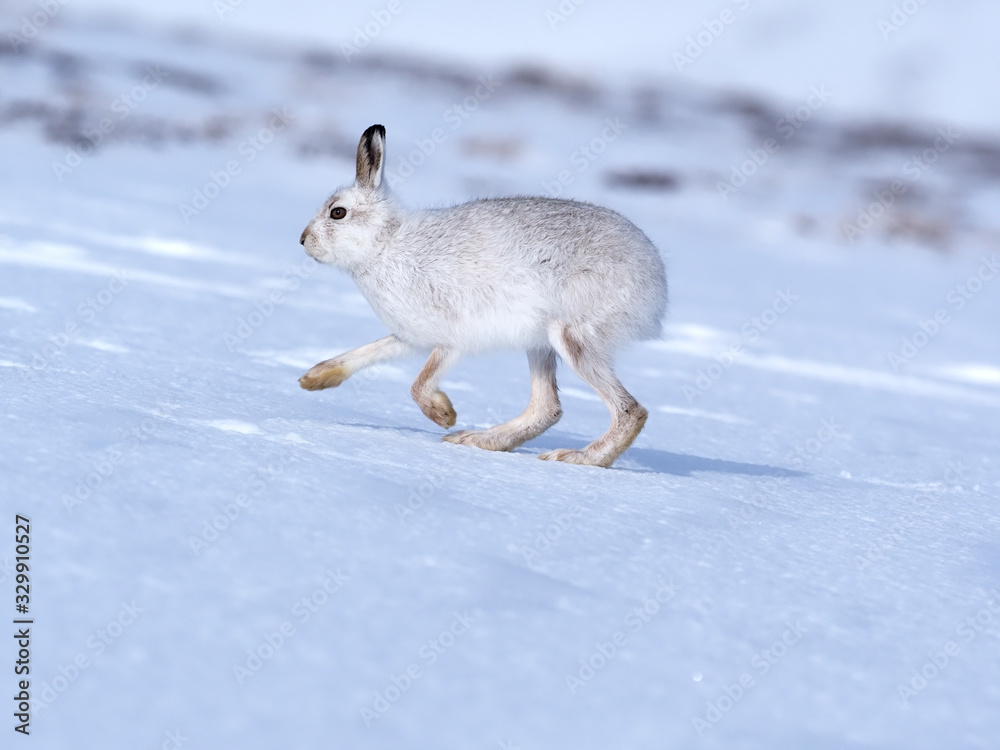 Fototapeta premium Mountain hare, Lepus timidus