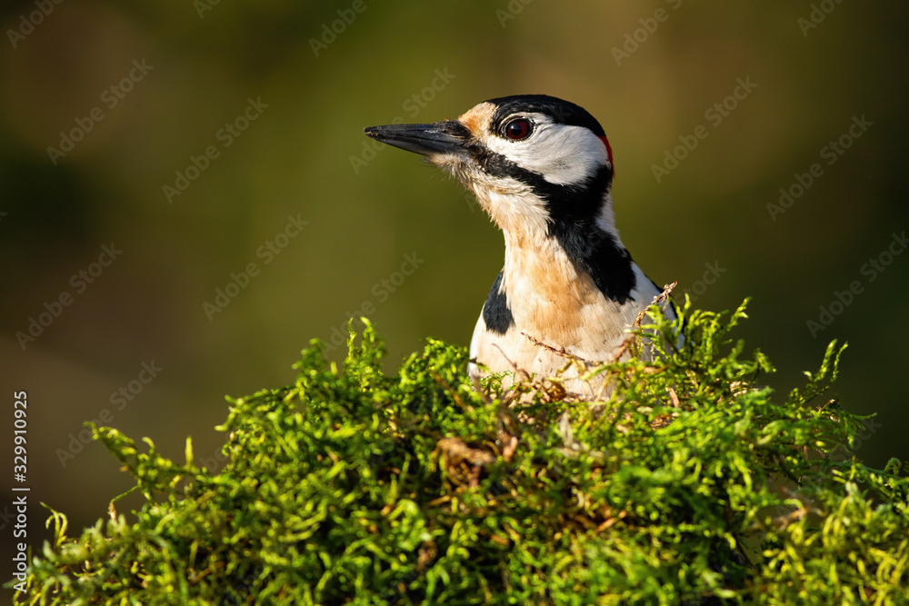 Obraz premium Great spotted woodpecker, dendrocopos major, looking from behind green moss in spring nature. Close up portrait of wild bird watching on sunny day with copy space.