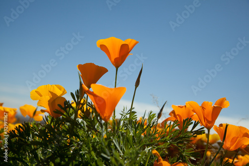 Golden Poppies backlit by sun