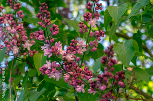 Syringa vulgaris violet purple flowering bush, groups of scented flowers on branches in bloom, common wild lilac tree