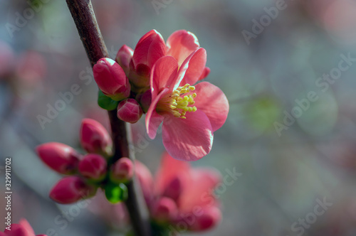 Ornamental flowering shrub Chaenomeles japonica cultivar superba with beautiful light pink petals and yellow center