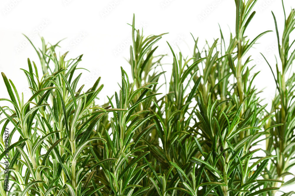 Rosemary isolated on white background