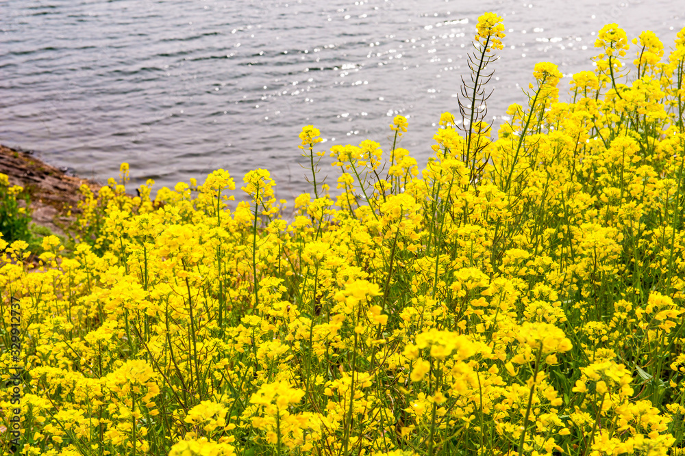 Obraz premium 農業公園の菜の花