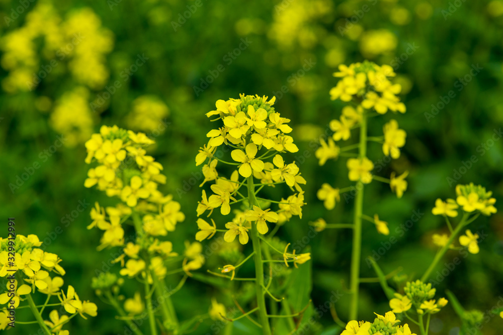 Obraz premium 農業公園の菜の花