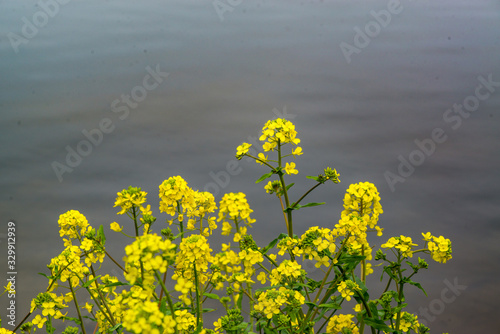 農業公園の菜の花