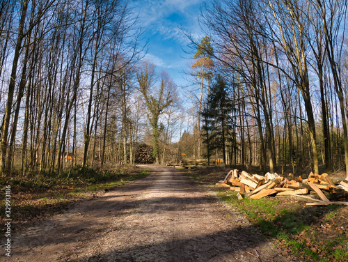Cut down trees that are processed into logs in the foreground and logs stacked on top of each other in the background next to a walkway in the forest.