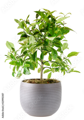 Citrus plant in pot isolated on white