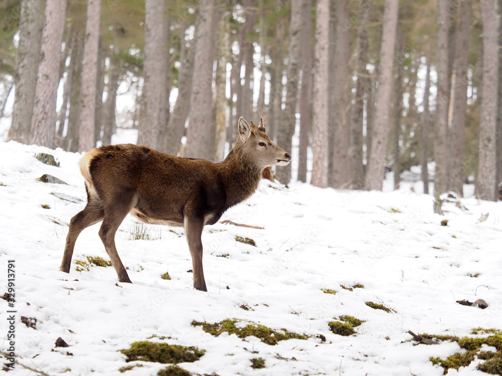 Red deer, Cervus elaphus Red deer, Cervus elaphus