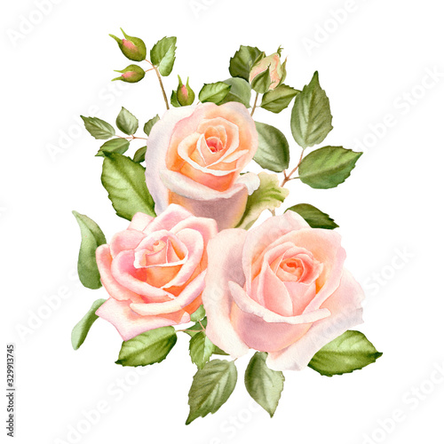 Watercolor tender  blush  roses flowers isolated on a white background. The trendy elegant design for wedding invitation  poster  greeting cards and web design. Hand drawing floral illustration.