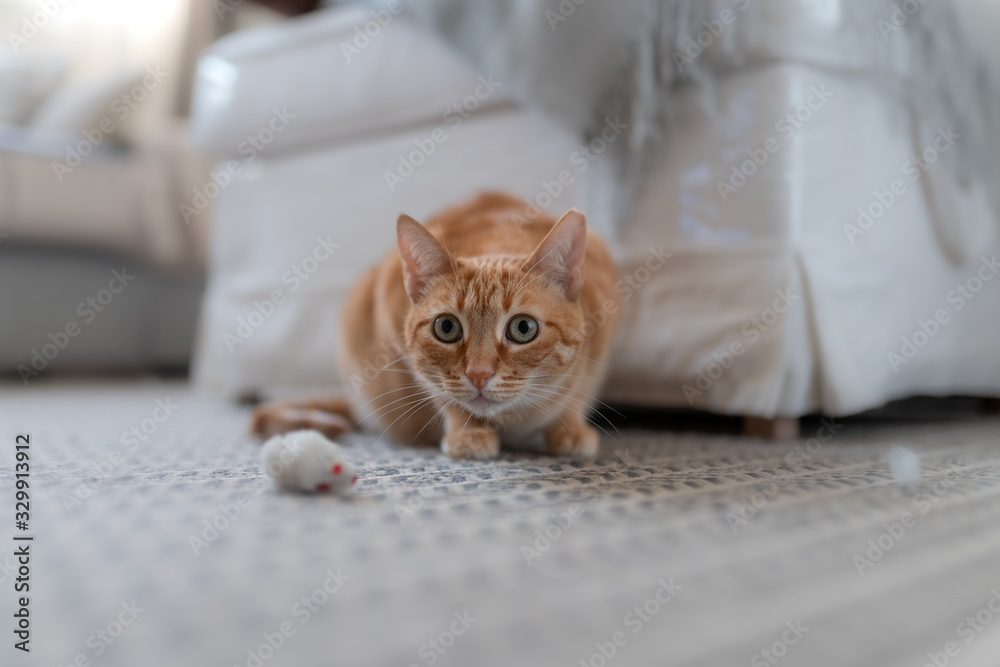 gato atigrado de ojos verdes y pupilas dilatadas, se agacha en posicion