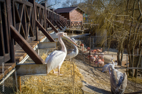 Pelicans and flamingos in the aviary near the river