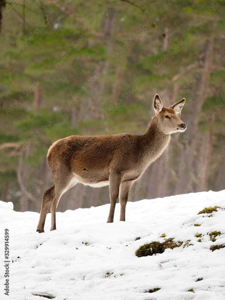 Fototapeta premium Red deer, Cervus elaphus