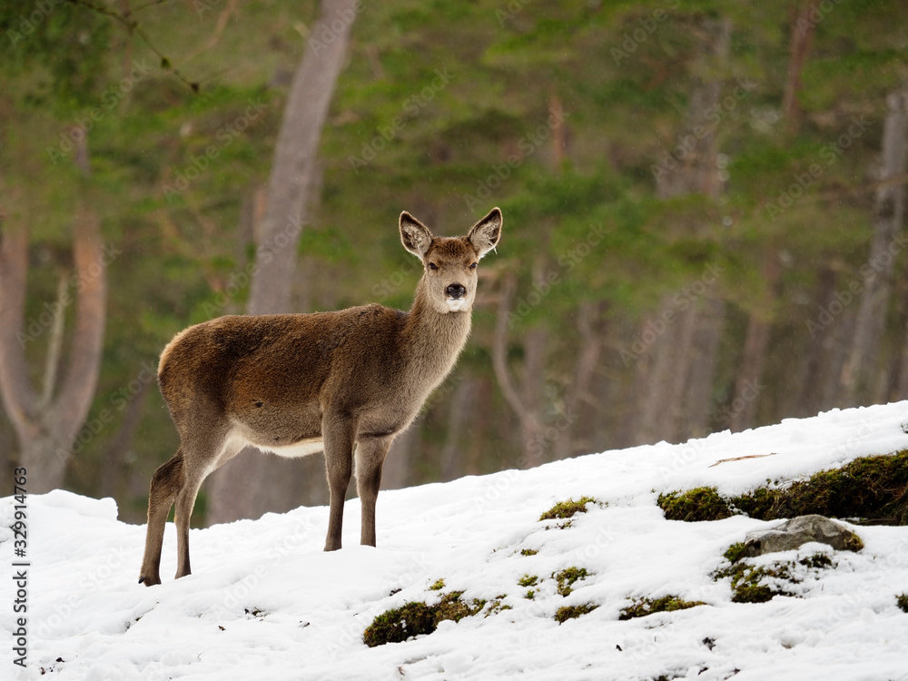 Red deer, Cervus elaphus Red deer, Cervus elaphus