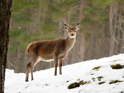 Fototapeta Naklejka Na Ścianę i Meble -  Red deer, Cervus elaphus
