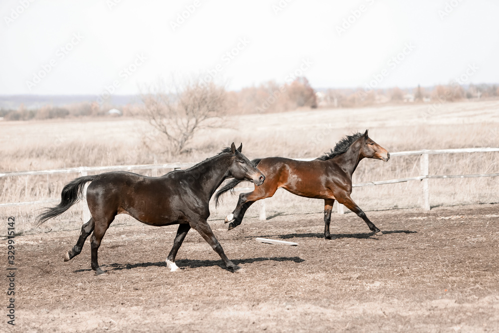 Herd of beautiful horses that ride in nature Herd of beautiful horses that ride in nature