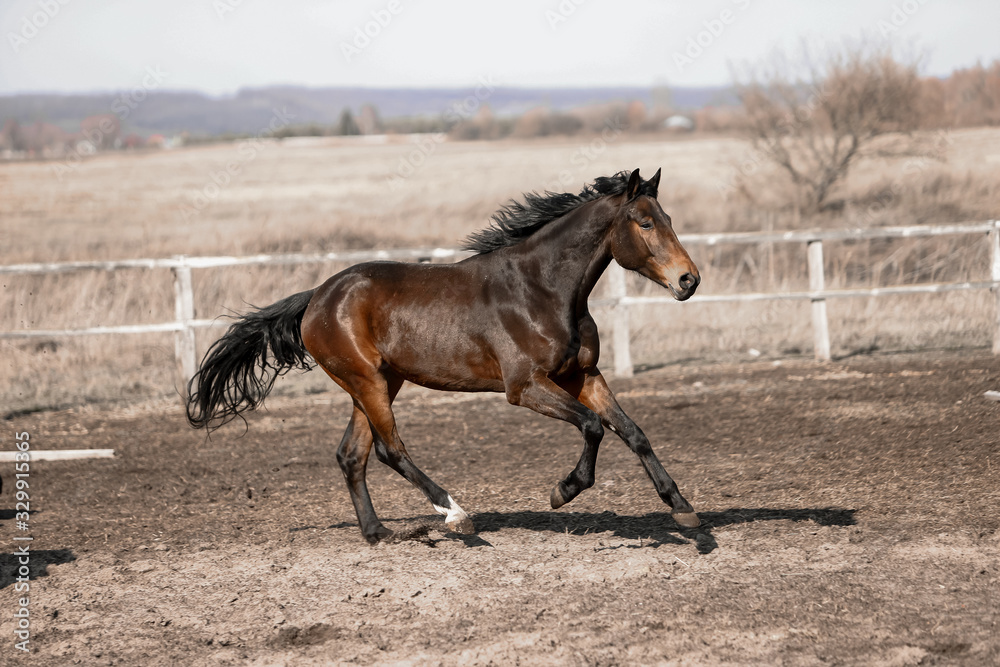 Herd of beautiful horses that ride in nature Herd of beautiful horses that ride in nature