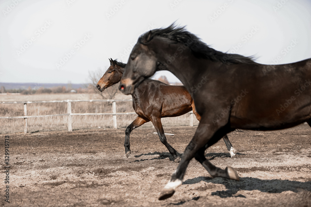 Herd of beautiful horses that ride in nature Herd of beautiful horses that ride in nature