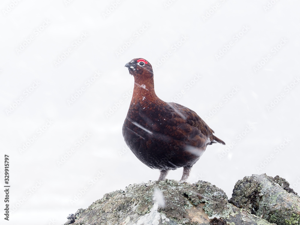 Red grouse, Lagopus lagopus scoticus, Red grouse, Lagopus lagopus scoticus,