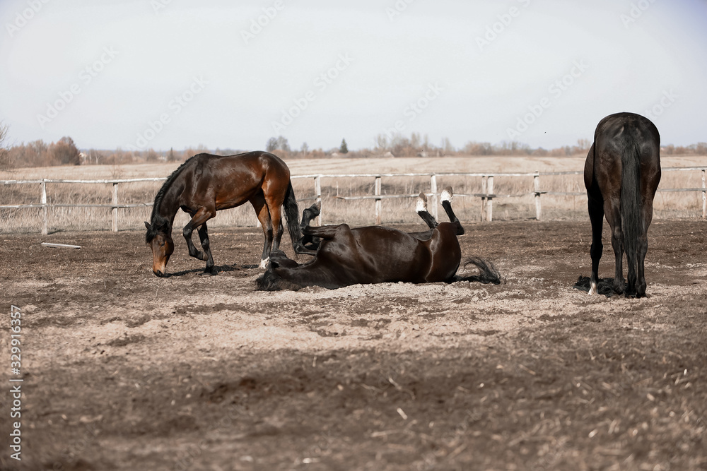 Herd of beautiful horses that ride in nature Herd of beautiful horses that ride in nature