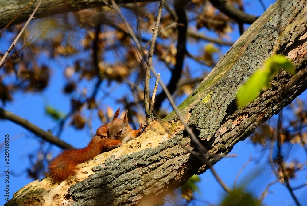 squirrel on a branch in summer