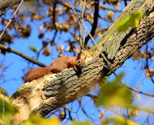 squirrel on a branch in summer