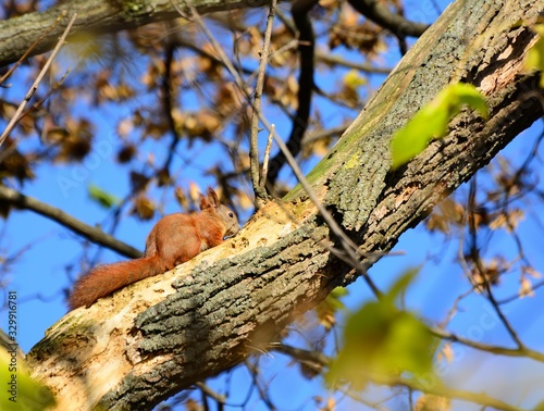Squirrel on the tree © John