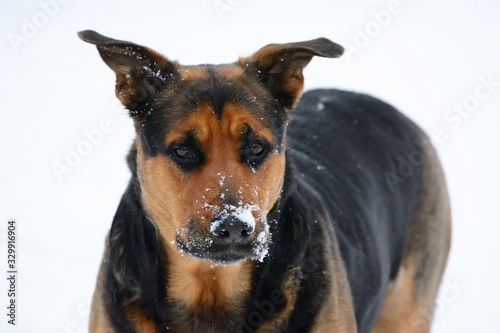 Dog posing in the snow © John
