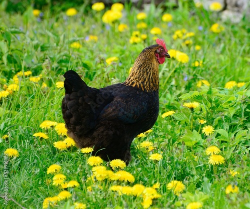 Chicken on a field with yellow flowers