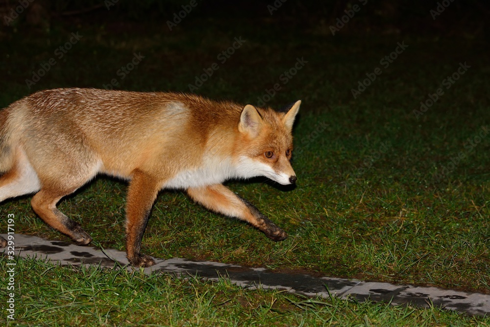 Fototapeta premium Beautiful fox walks along the path