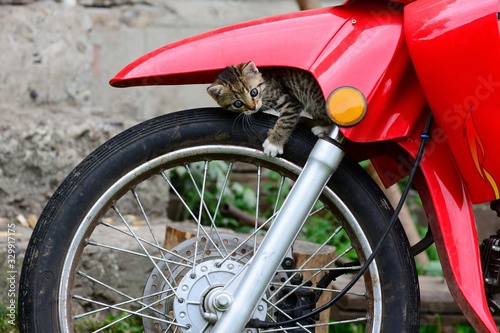 Cat on motorcycle wheel