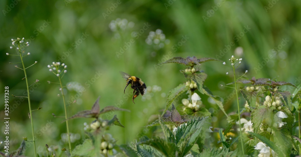 Large bumblebee flying over flowers Large bumblebee flying over flowers
