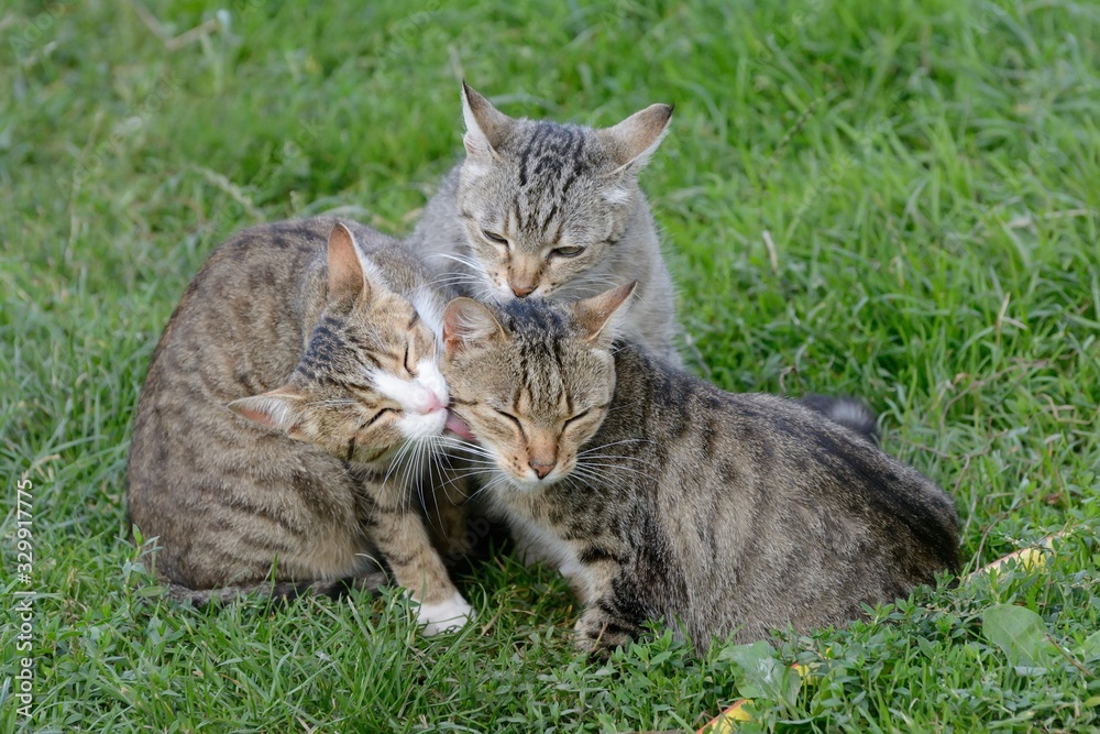 Three cats are resting on the grass