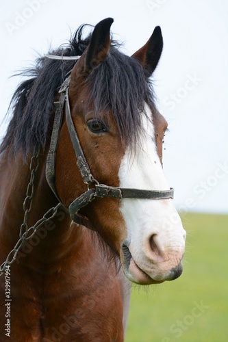 portrait of a horse in a field