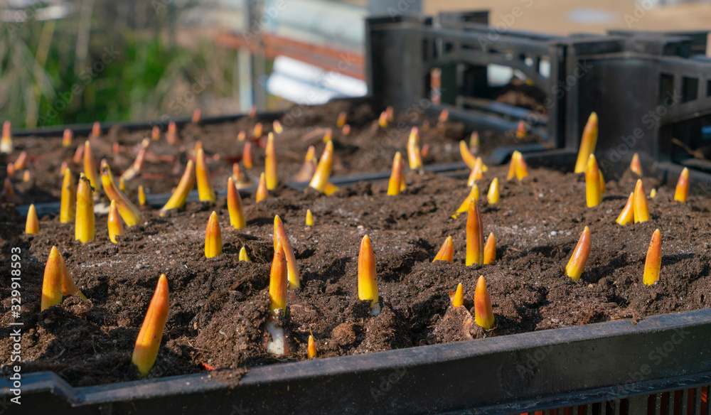 Obraz premium tulips bulbs in the box 