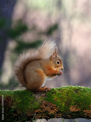 Red squirrel  Sciurus vulgaris