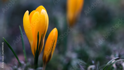 The first yellow crocuses in my garden in spring