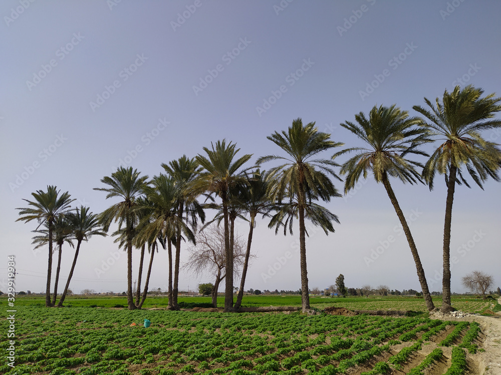 Naklejka premium Pictures of wonderful palm trees
