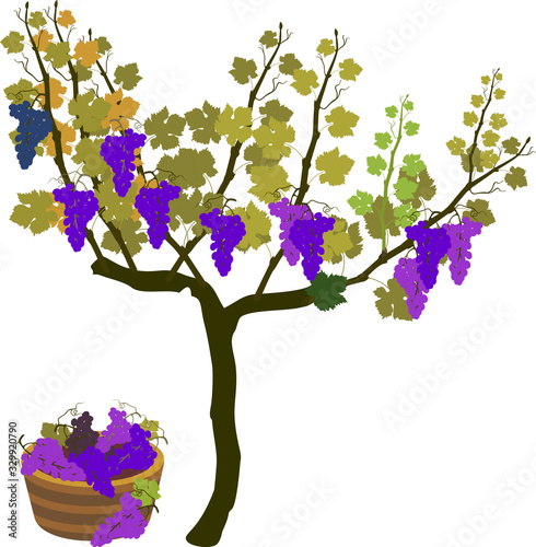 Harvest time. Grape vine plant with ripe bunches of grapes isolated on white background