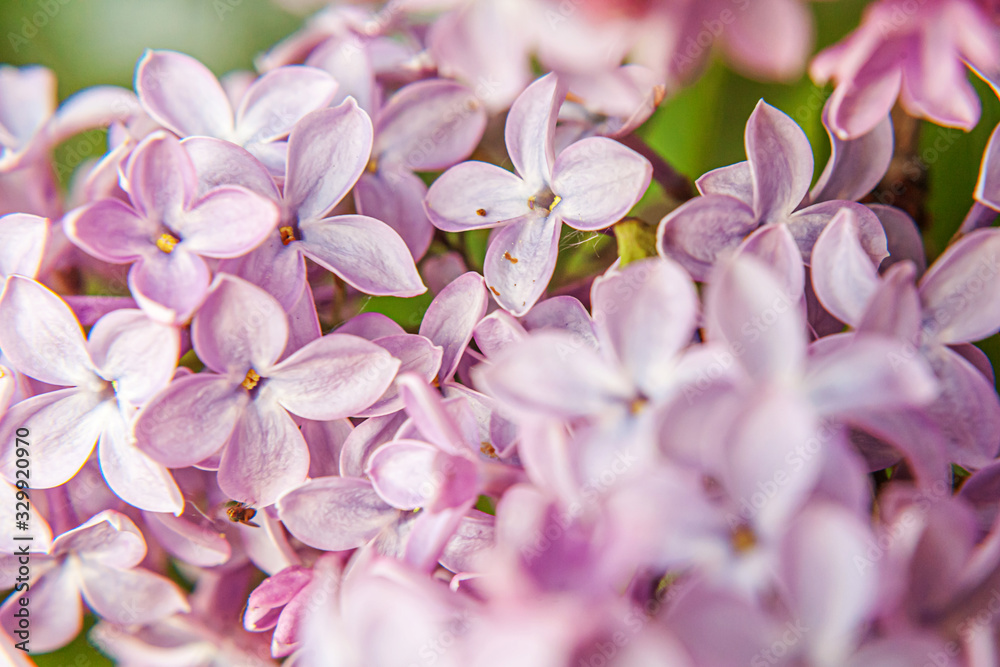 Beautiful smell violet purple lilac blossom flowers in spring time. Close up macro twigs of lilac selective focus. Inspirational natural floral blooming garden or park. Ecology nature landscape Beautiful smell violet purple lilac blossom flowers in spring time. Close up macro twigs of lilac selective focus. Inspirational natural floral blooming garden or park. Ecology nature landscape