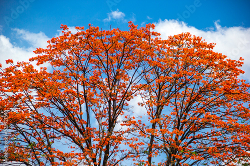 Beautiful trees guayacanes and sky. photo