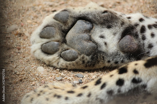 Valokuva Paw of Leopard