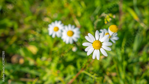 daisy in the grass