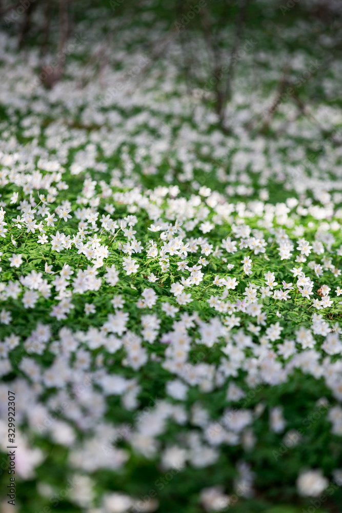 wood anemone in park