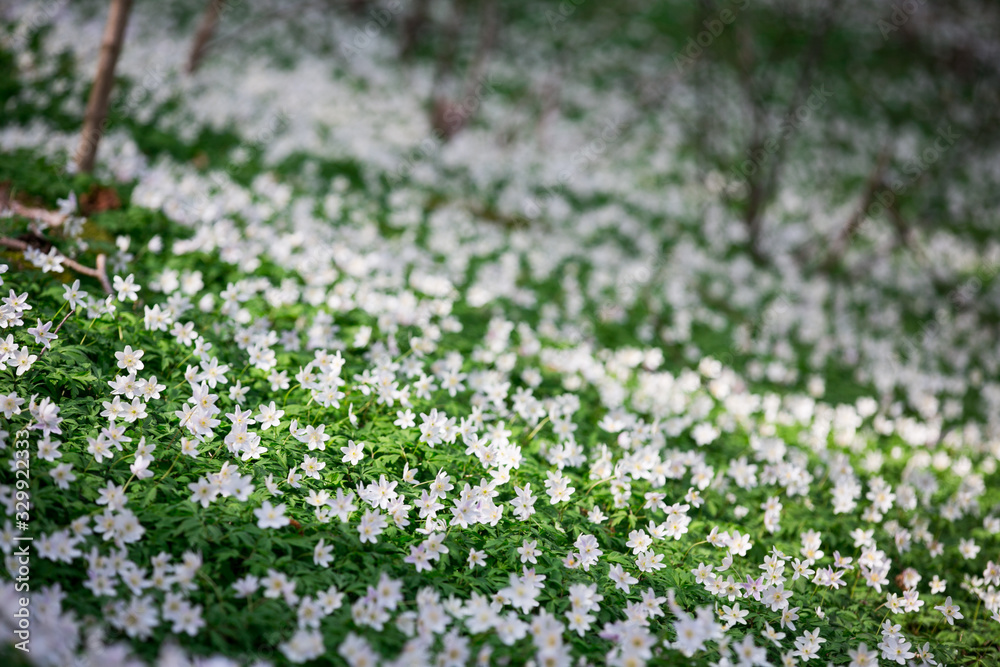 wood anemone in park wood anemone in park